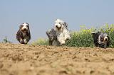 BEARDED COLLIE 220